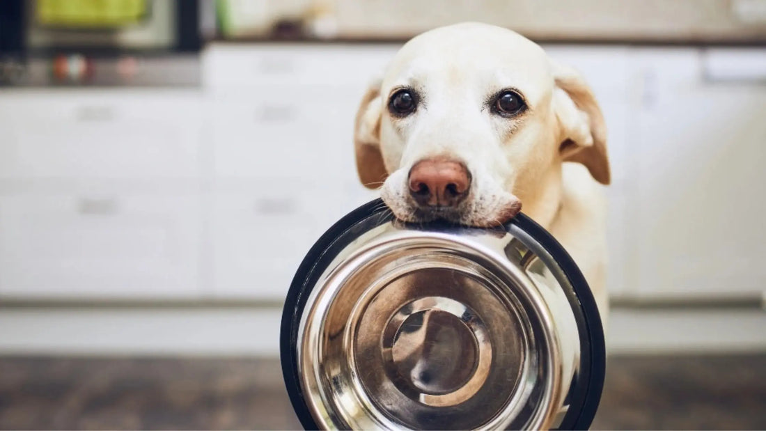 Best-Dog-Foods-for-Sensitive-Stomachs Barkaroo