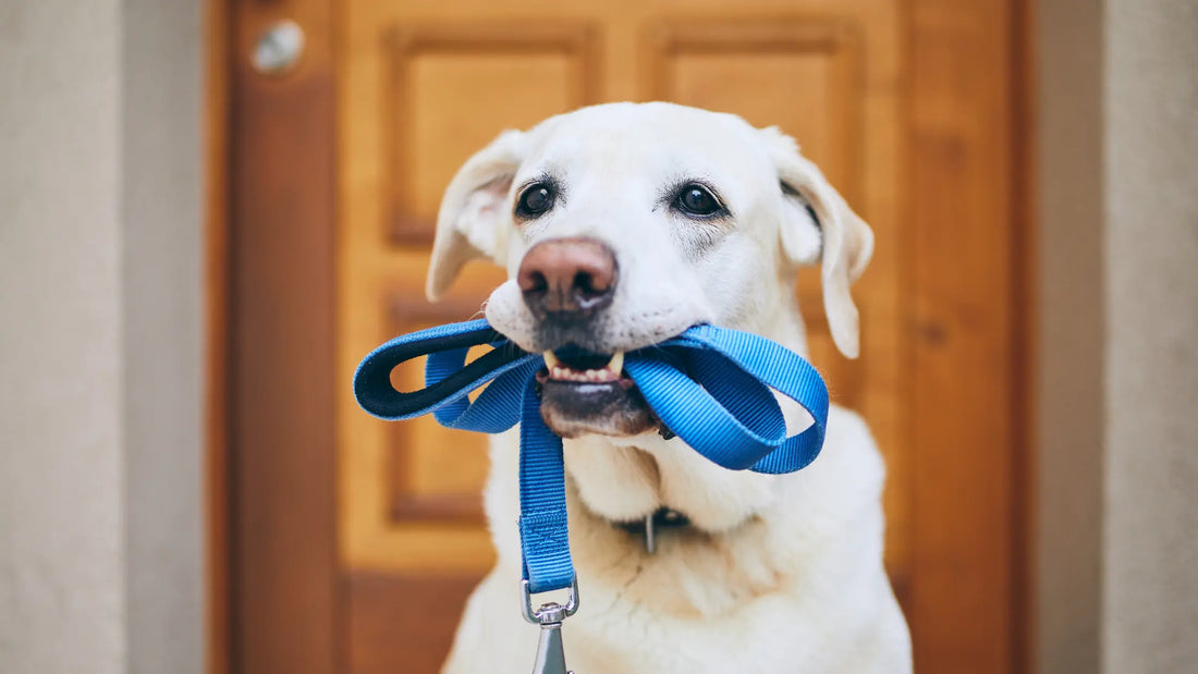 How-to-Stop-you-Dog-from-pulling-with-leash-training Barkaroo