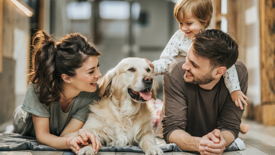 The-Complete-Nutrition-Guide-for-Shelter-Dog-Adopters-What-Your-Rescue-Dog-Really-Needs Barkaroo