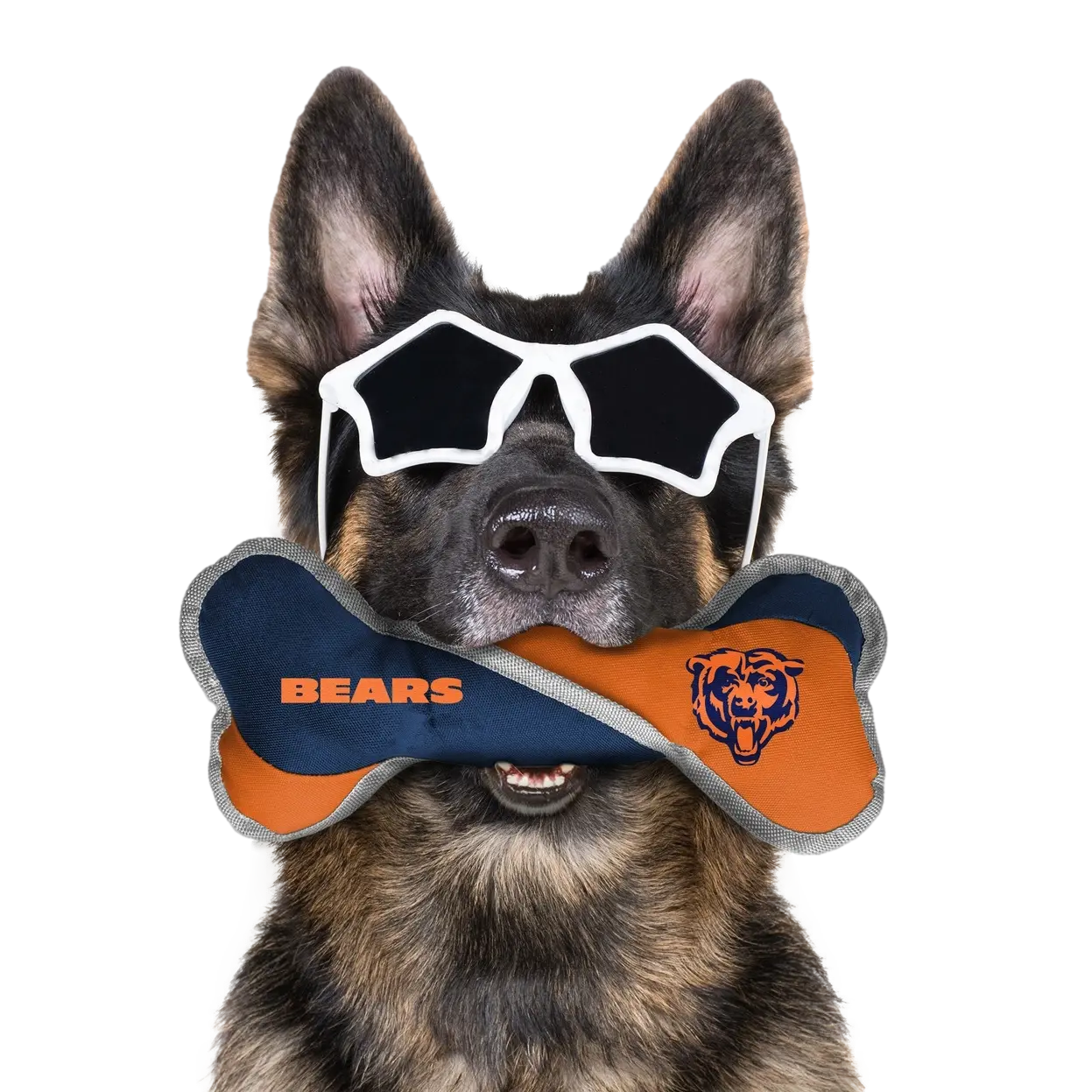 Team Pet Tug Bone Little Earth Productions