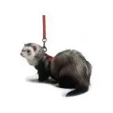 Marshall Pet Products Ferret Harness and Lead Set Red 1ea Marshall Pet Products