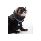 Marshall Pet Products Ferret Bell Collar Blue 1ea/3/8 in Marshall Pet Products