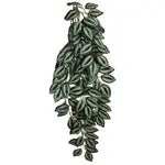 Komodo Zebrina Hanging Plant 1ea/LG, 26 in Komodo