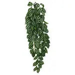 Komodo Two-Toned Leaf Hanging Plant 1ea/LG, 26 in Komodo