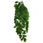 Komodo Green Leaf Hanging Plant 1ea/LG, 26 in Komodo