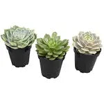 Komodo Desert Succulent Plant Yellow & Green 1ea/3 pk Komodo