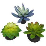 Komodo Desert Succulent Plant Blue & Green 1ea/3 pk Komodo