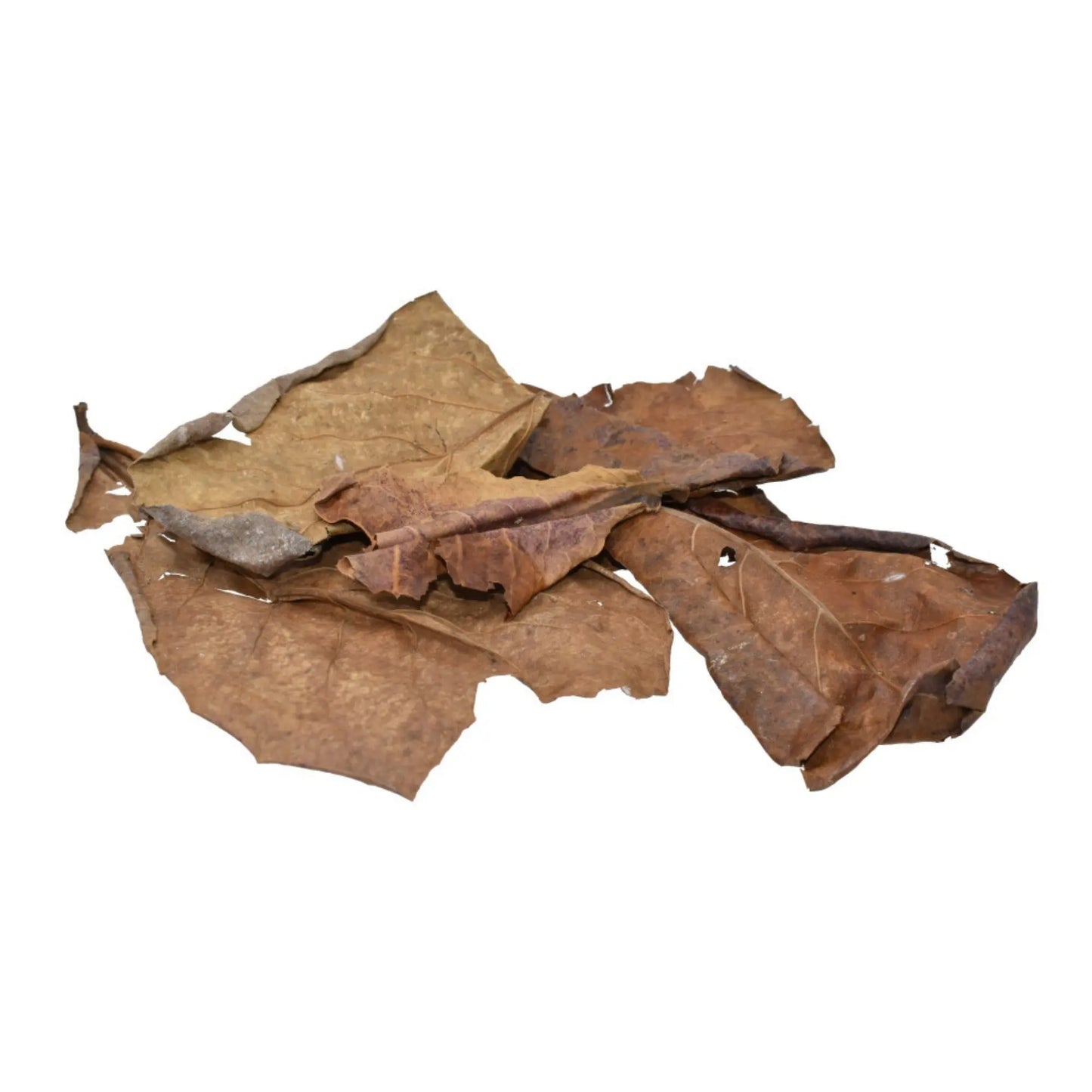 Komodo Dried Oak Leaves 1ea/.98 oz Komodo