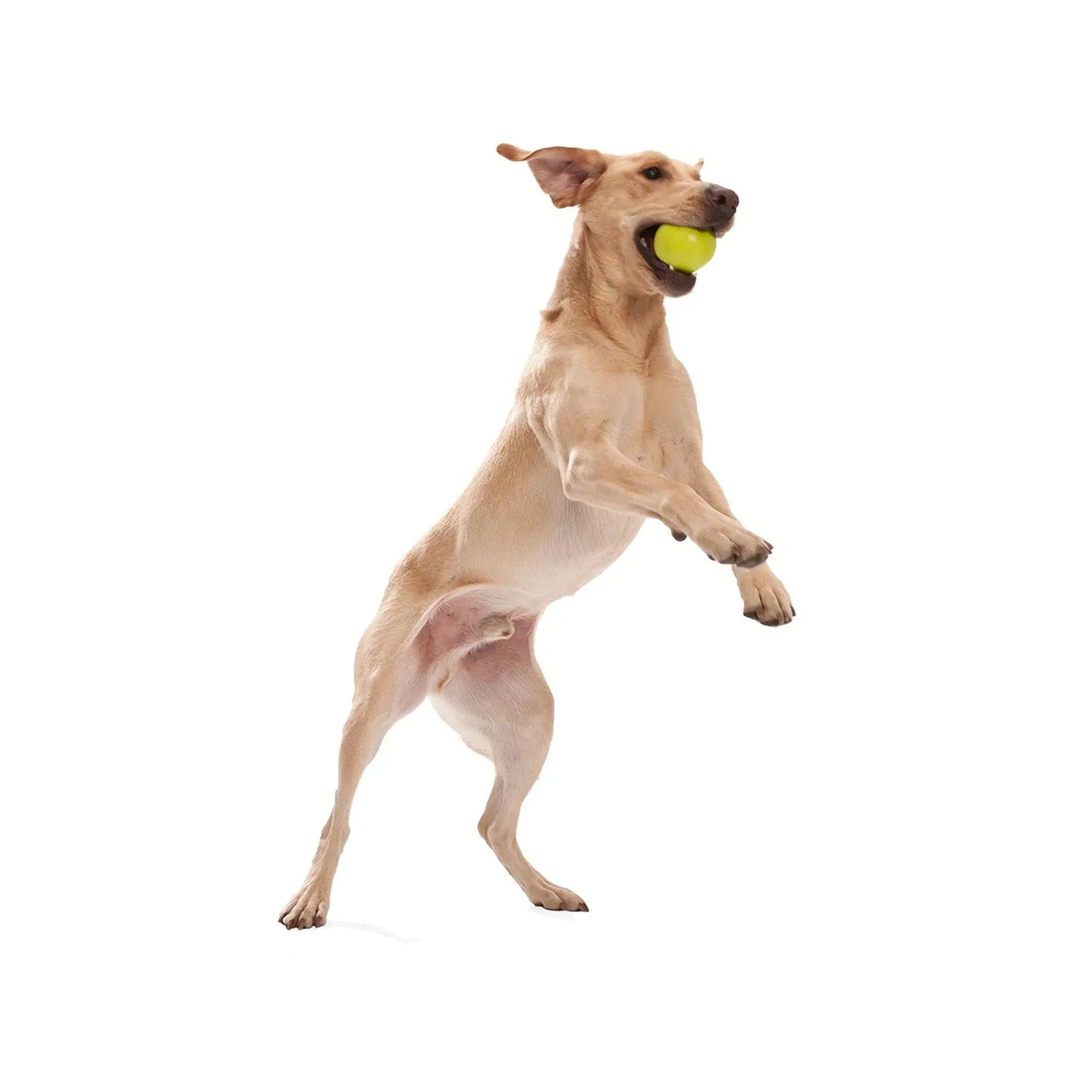 Jive Toy Ball West Paw