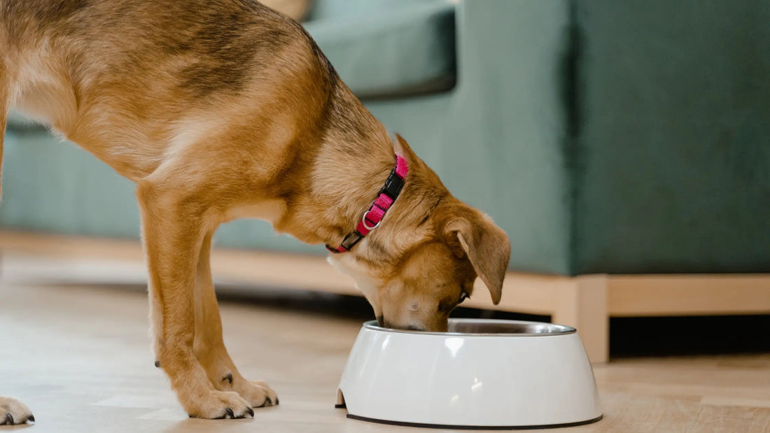 The Simple Guide to Dog Bowl Cleaning: Keep Your Pet Safe and Healthy