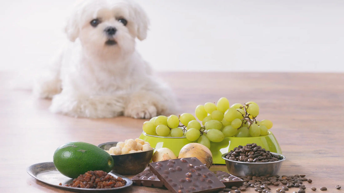 Human-Foods-Dogs-Can-Eat-And-What-to-Avoid Barkaroo