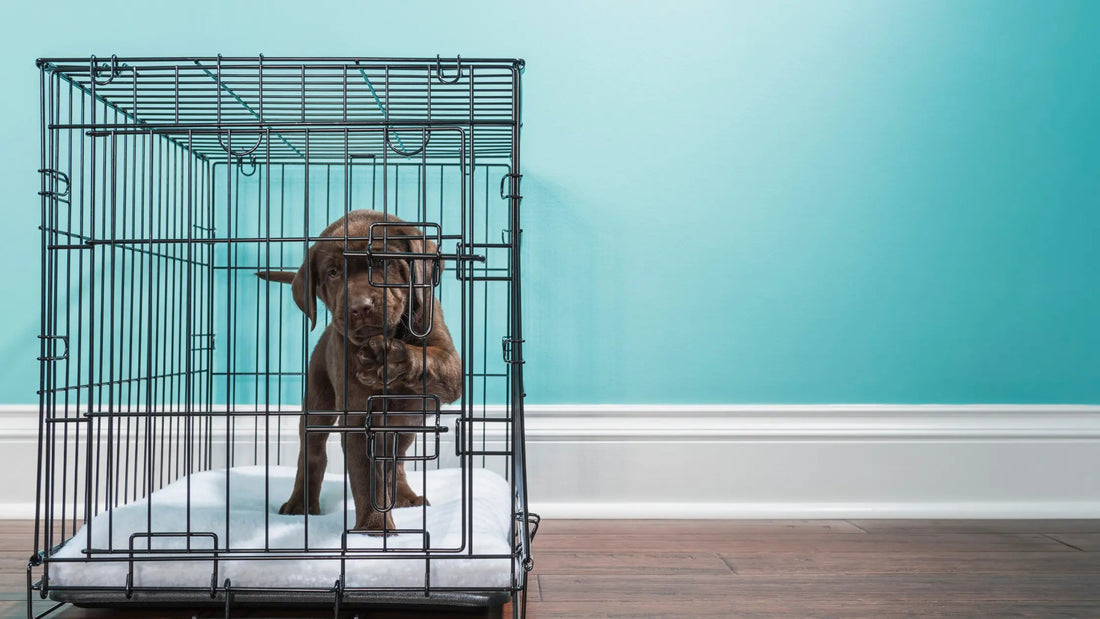 Crate-Training-101-A-Step-by-Step-Guide Barkaroo