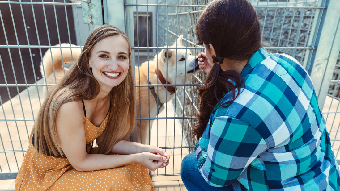 Chicago-Pet-Adoption-Guide-Shelters-amp-Rescues-You-Should-Know Barkaroo