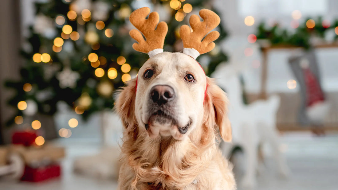 Keeping-Your-Dog-Happy-and-Out-of-Trouble-This-Season Barkaroo