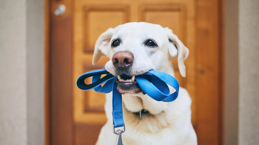 How-to-Stop-you-Dog-from-pulling-with-leash-training Barkaroo
