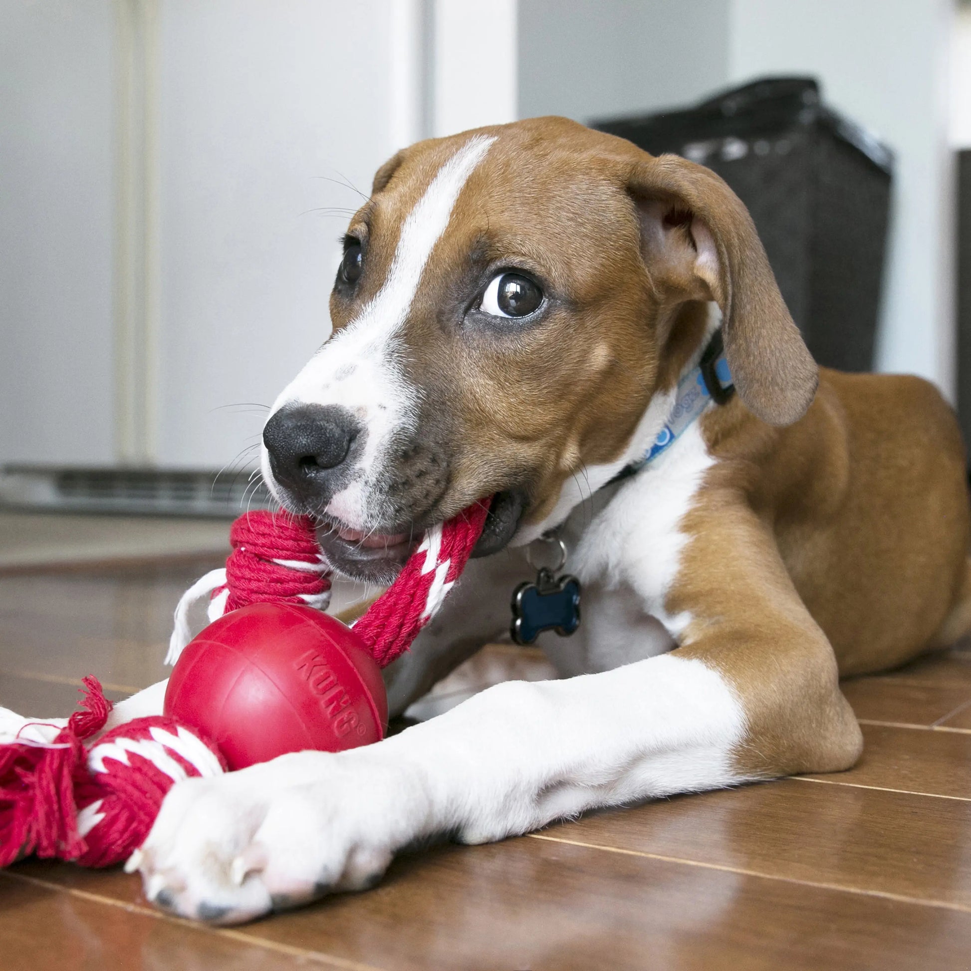 KONG Ball with Rope Dog Toy Red 1ea/SM Kong