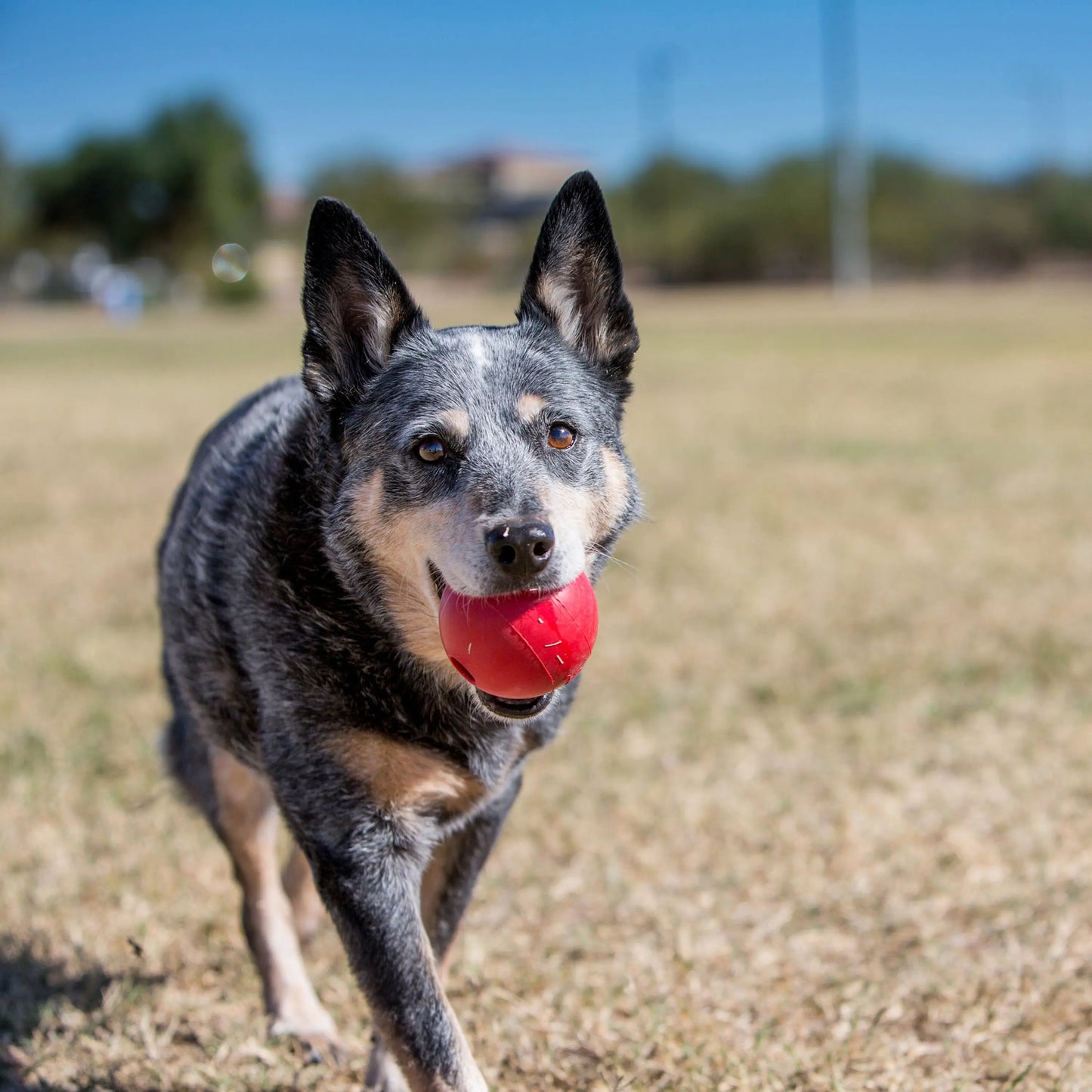 KONG Ball Dog Toy Red 1ea/SM Kong