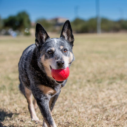 KONG Ball Dog Toy Red 1ea/SM Kong