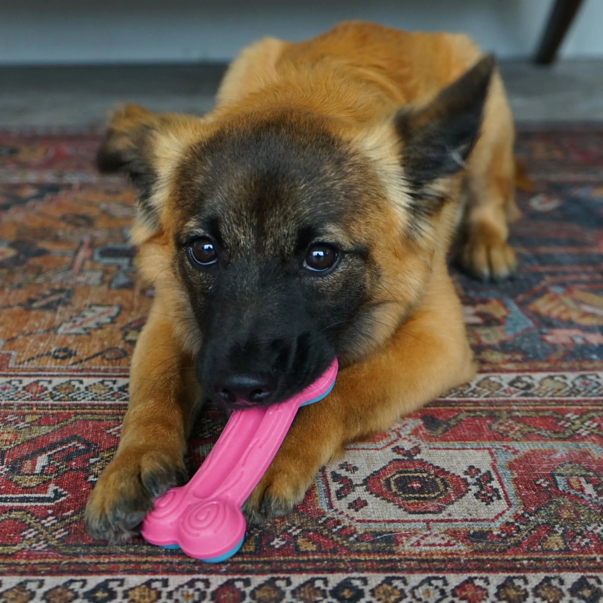 KONG ChewStix Puppy Curve Bone LG (2 pack) Kong