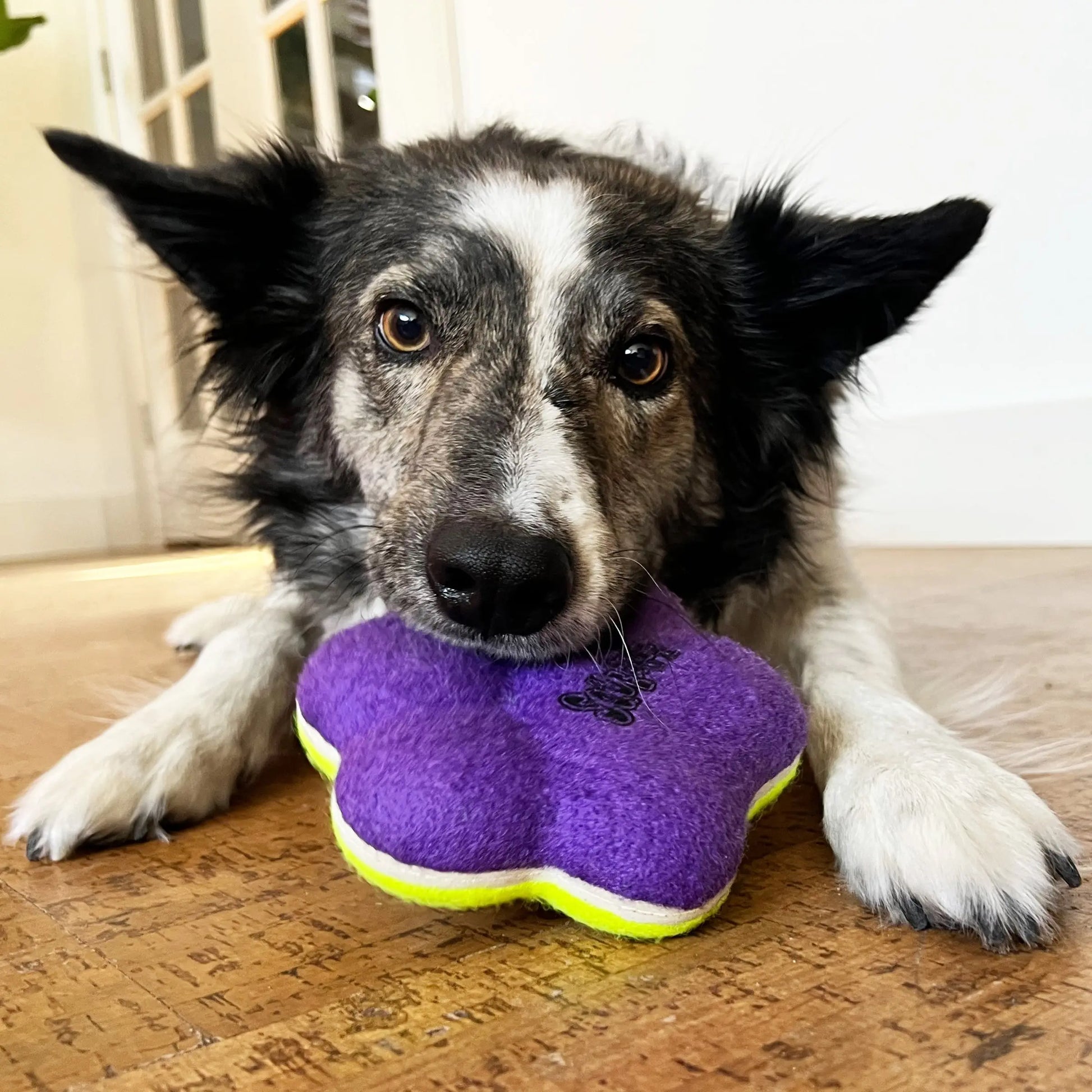 KONG Airdog Squeaker Paw Dog Toy 1ea/MD Kong