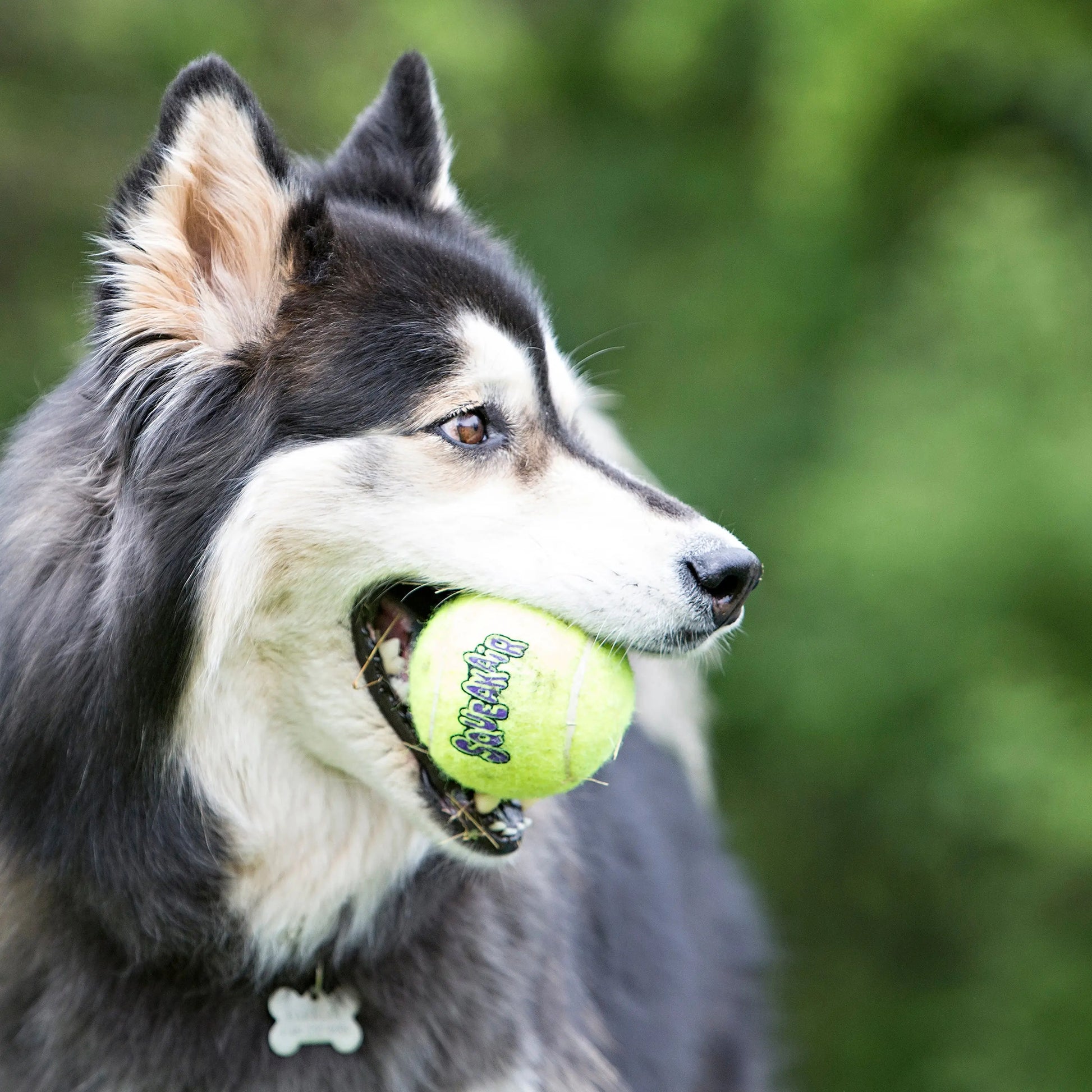 KONG Air Dog Squeaker Tennis Ball With Rope Dog Toy 1ea/MD Kong