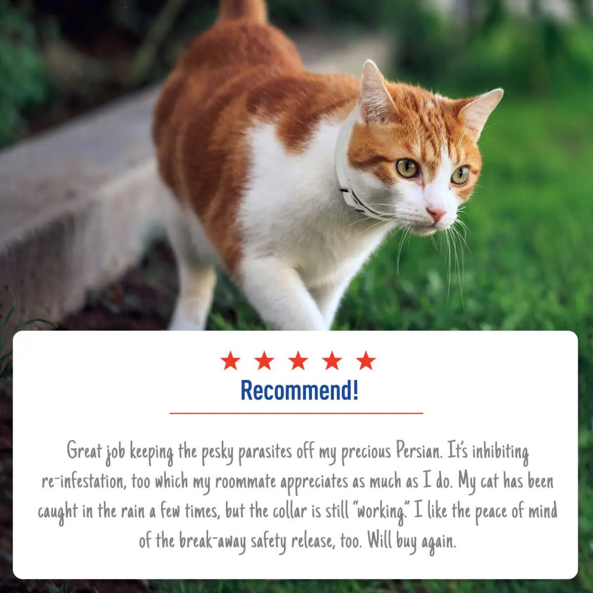 Adams Plus Flea  Tick Collar for Cats 1ea/1 pk Adams