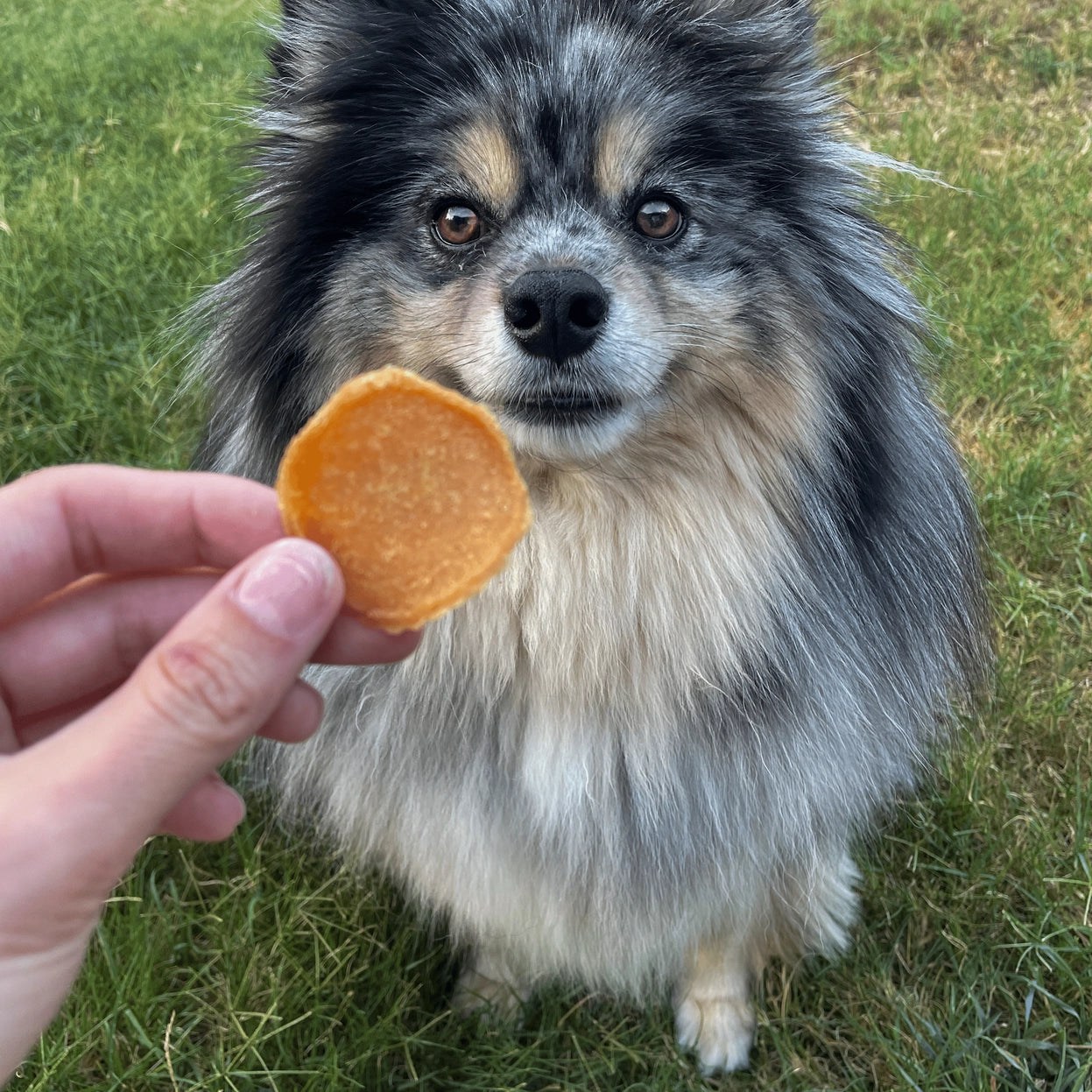 Chicago Chicken Chips Dog Treats