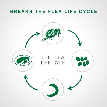 Advantage II Cat Large Purple 2-Pack (3packs) Elanco