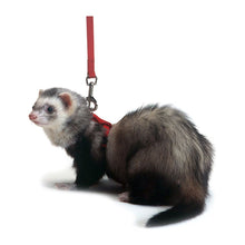 Marshall Pet Products Ferret Harness and Lead Set Red 1ea