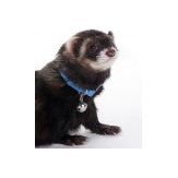 Marshall Pet Products Ferret Bell Collar Blue 1ea/3/8 in