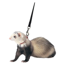 Marshall Pet Products Ferret Harness and Lead Set Blue 1ea Marshall Pet Products