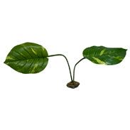 Komodo Guiana Plant 1ea/Jumbo
