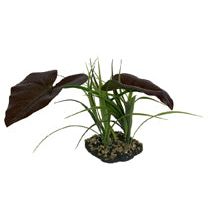 Komodo Rainforest Canopy Plant 1ea/10 in