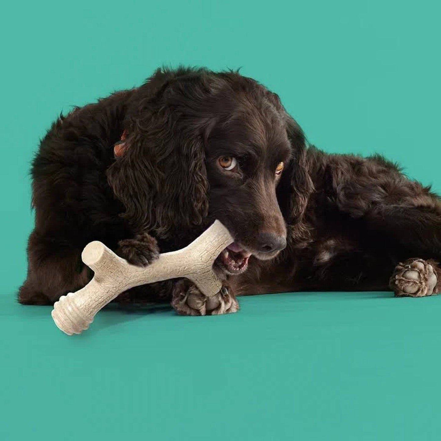 Yomp Barkin' Bone
