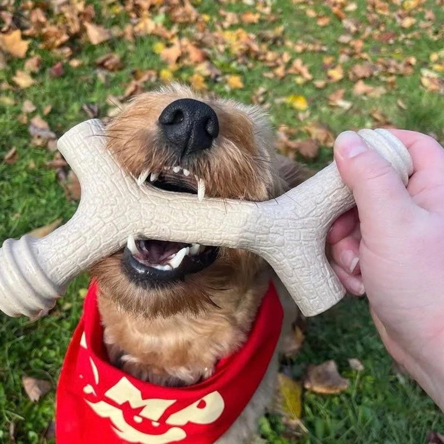 Yomp Barkin' Bone